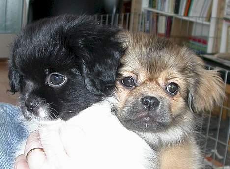 Tibetansk spaniel Sommerlyst´s Jomo Vesta - oh, de ka´  se os..... billede 13