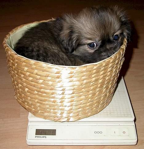 Tibetansk spaniel Sommerlyst´s Jomo Vesta - man offentliggør altså ikke en ladys vægt! billede 14