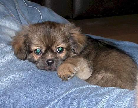 Tibetansk spaniel Sommerlyst´s Jomo Vesta - bare han nu ikke prutter........ billede 15