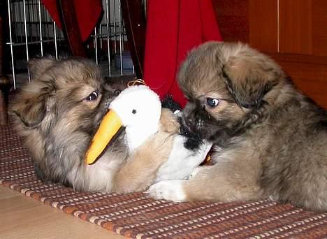 Tibetansk spaniel Sommerlyst´s Jomo Vesta - storken er kommet.......til MIG!! billede 16