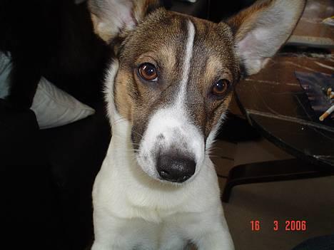 Blanding af racer Arvid - Er jeg ikke bare dejlig? (Ja, hvem kan stå for et ansigt som det?) billede 1