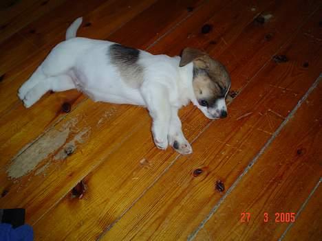 Blanding af racer Arvid - Ja så kunne hans små ben ikke mere, efter en lang tur i skoven.. billede 2