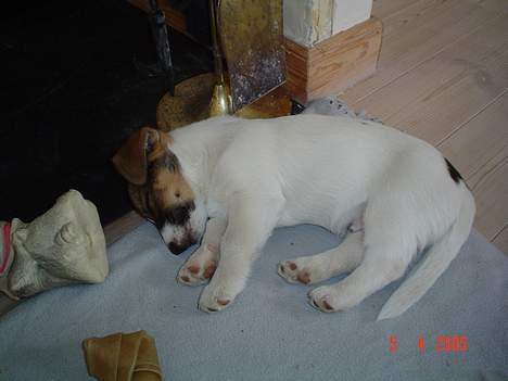 Blanding af racer Arvid - Tag sig lige en lille lur. billede 3