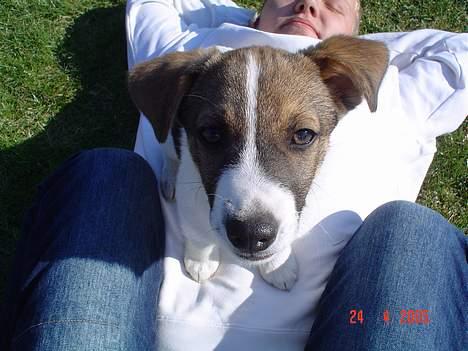 Blanding af racer Arvid - Ja, og her er han så med sig far i solen... billede 4