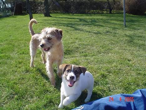 Blanding af racer Arvid - Her er han så men sin "bror" billede 5