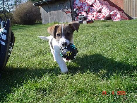 Blanding af racer Arvid - Her kommer bolden mor, gider du ikke kaste den en gang mere? billede 6