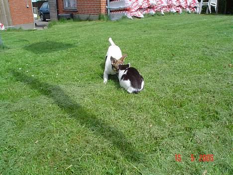 Blanding af racer Arvid - Her leger han så med vores avdøde Misse mor.. billede 7