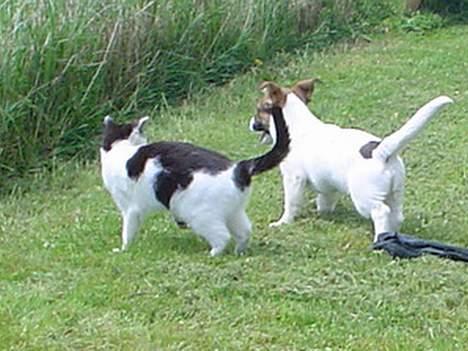 Blanding af racer Arvid - Nej du skal ikke gå, vi SKAL lege.... billede 8