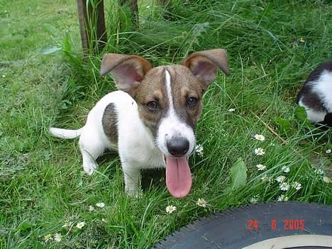 Blanding af racer Arvid billede 9