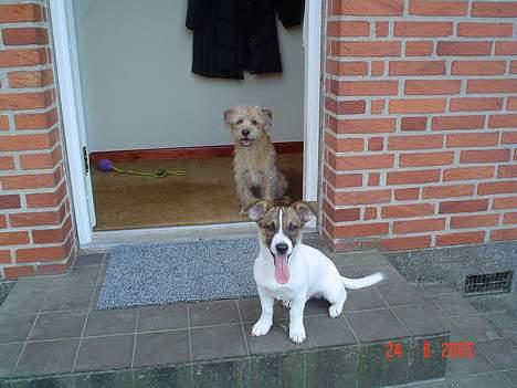 Blanding af racer Arvid - Arvid og "bror" Gismo.. billede 10