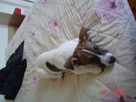 Blanding af racer Arvid - Skal vi ikke nok gå i seng mor? Jeg er SÅÅÅÅÅÅÅÅ træt... billede 11