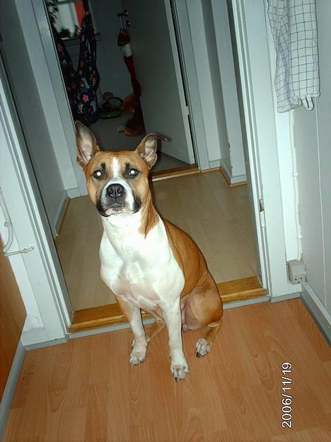 Blanding af racer Asta billede 10