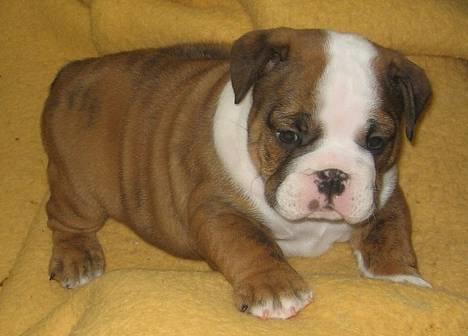 Engelsk bulldog Mogens (Marmaduke) billede 9