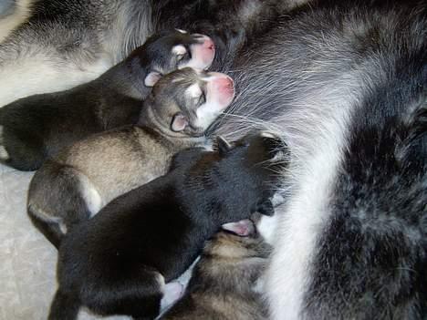 Alaskan malamute Zassy - Zassy´s 4 små hvalpe. Født søndag d. 12. marts billede 15