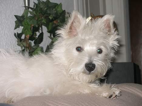 West highland white terrier Breezer - 15. februar - og jeg vokser mig stor og meget stærk.. kan lave høje lyde nu... billede 15