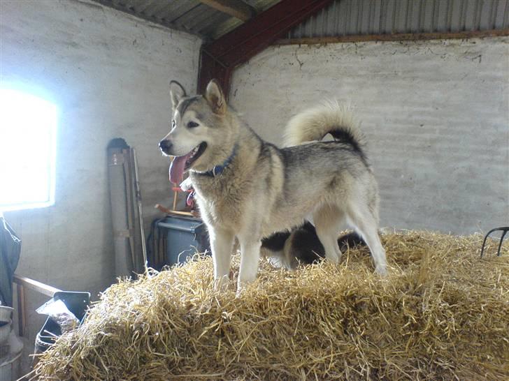 Alaskan malamute Chinook - Mighty and powerfull =) billede 1