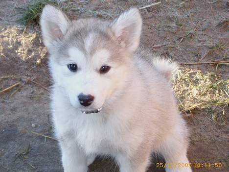 Alaskan malamute Chinook billede 2