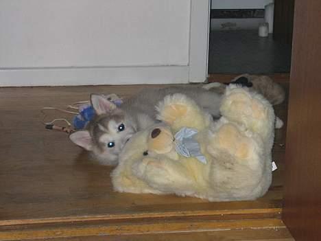 Alaskan malamute Chinook - Min mors bamser er bare det bedste legetøj! billede 3