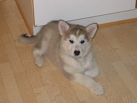 Alaskan malamute Chinook - Ligger jeg ikk flot? Jeg er kun 8 uger. billede 4