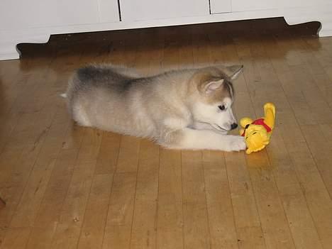 Alaskan malamute Chinook - Min mors forkærlighed for Peter Plys smitter af! billede 5