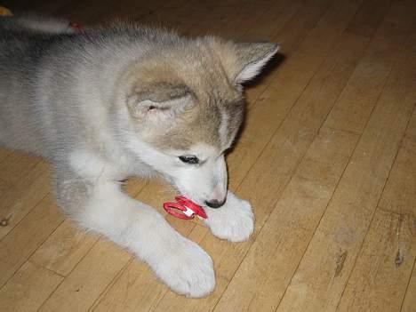 Alaskan malamute Chinook - Bare rolig jeg har givet tandlægen alle mine sutter nu! billede 6
