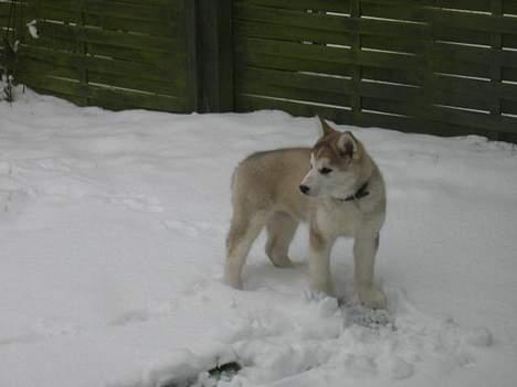 Alaskan malamute Chinook - Sne er nu HVIDUNDERLIGT! billede 7