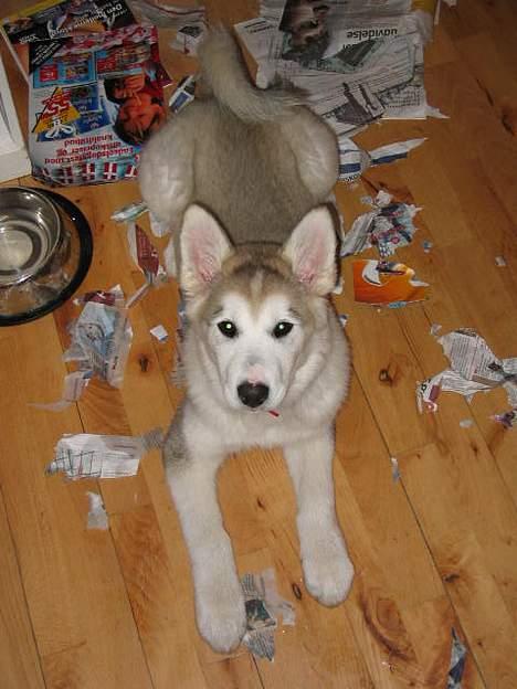 Alaskan malamute Chinook - Jeg har bestemt ikk gjort noget! billede 8