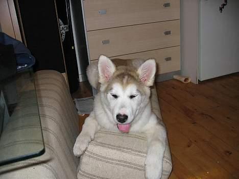 Alaskan malamute Chinook - Tager lige en slapper! billede 9