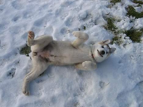 Alaskan malamute Chinook - Klø mig på maven! Kom nu! Klø mig på maven! billede 10