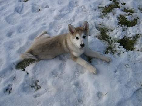 Alaskan malamute Chinook - Jeg er bare en smuk hund! billede 11