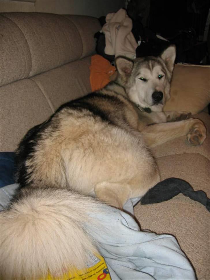 Alaskan malamute Chinook - Hvad!?! =) billede 12