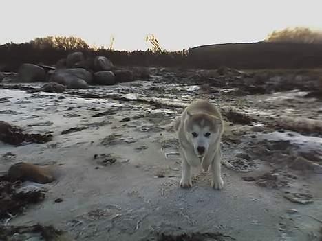 Alaskan malamute Chinook - YEHAW! billede 13