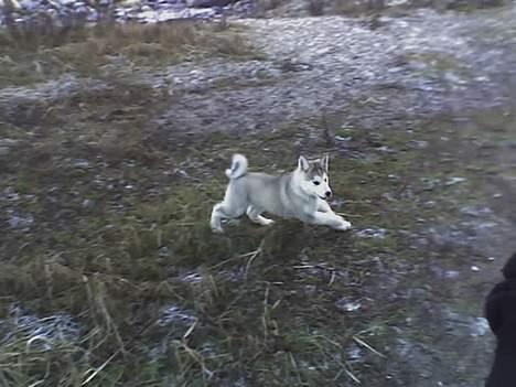 Alaskan malamute Chinook - WroooM billede 14
