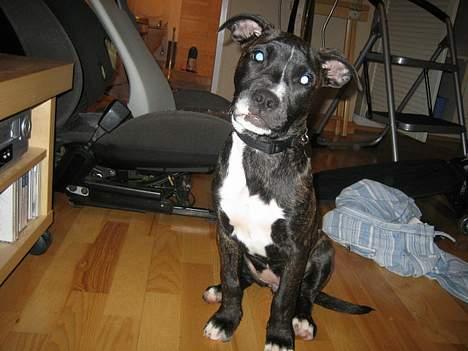 Amerikansk bulldog Deca billede 1