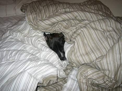 Amerikansk bulldog Deca billede 3