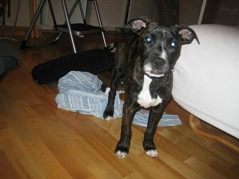 Amerikansk bulldog Deca billede 4