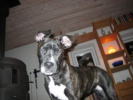 Amerikansk bulldog Deca billede 5