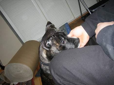 Amerikansk bulldog Deca billede 6