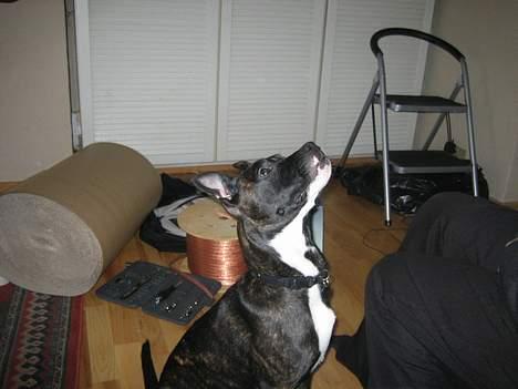 Amerikansk bulldog Deca billede 7