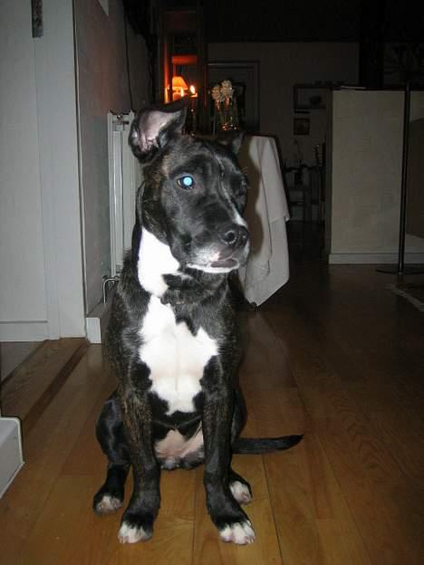 Amerikansk bulldog Deca billede 8