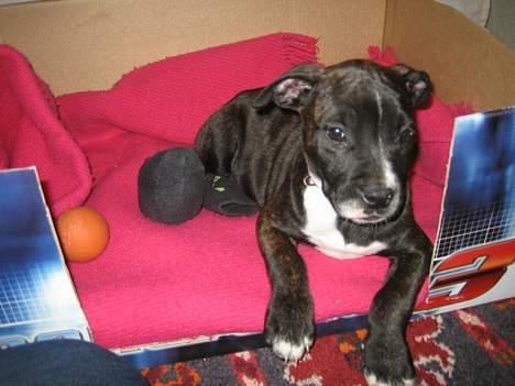 Amerikansk bulldog Deca billede 9