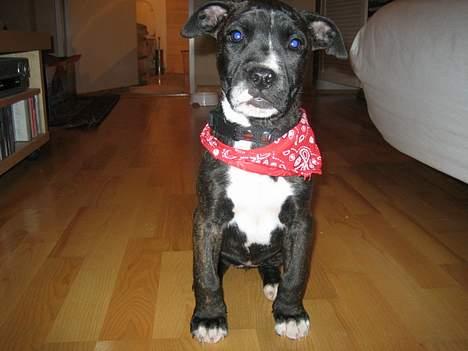 Amerikansk bulldog Deca billede 10