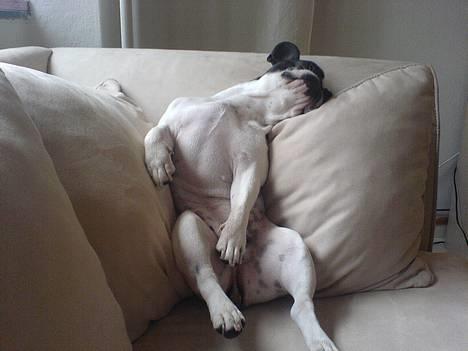 Fransk bulldog Bonnie - skal lige prøve at ligge som far...zzzz... hmm dejligt billede 1