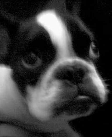 Fransk bulldog Bonnie - Hvor er det synd for mig... buhuuu... billede 2