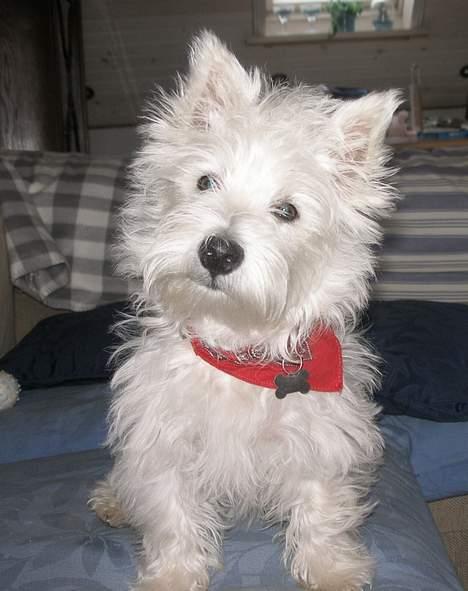West highland white terrier Breezer - 10 marts - jep jeg er altså oss fræk.. billede 16