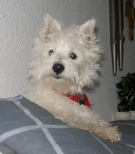 West highland white terrier Breezer - 10 marts - kan godt se lidt storsnudet ud... billede 17