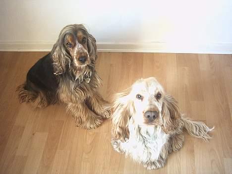 Cocker spaniel victor og max - å skal vi nu have taget billed igen( max kan ikke sedde stile til det ) billede 1