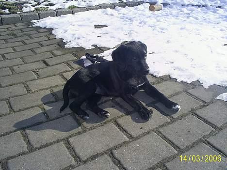 Labrador retriever Freja (Formel 1) - jeg ligger lige på treassen.. og har udsigt over hele haven.. hehe billede 12