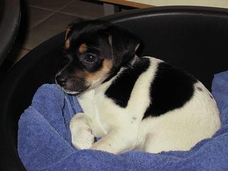 Dansk svensk gaardhund Awesome Spunk - Sådan så jeg ud da min familie fik mig billede 1