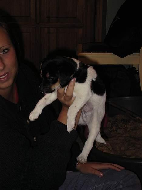 Dansk svensk gaardhund Awesome Spunk - Jeg fylder kun en håndfuld billede 2